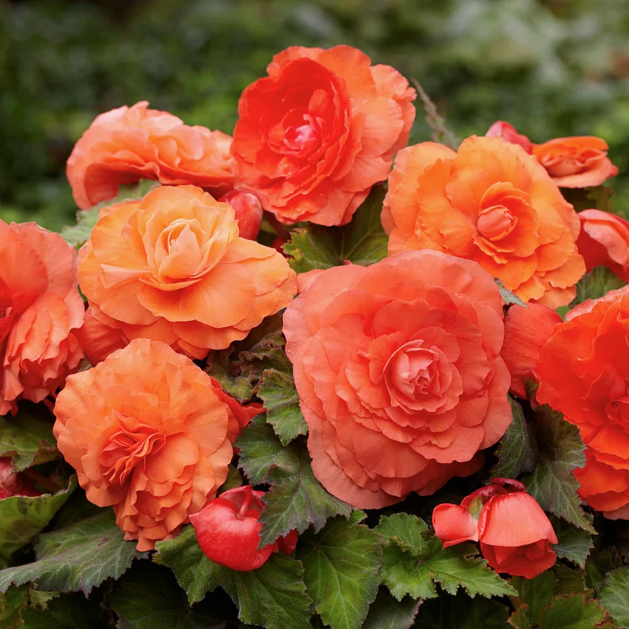 Radiant Revelations: The Begonias Symphony of Colors