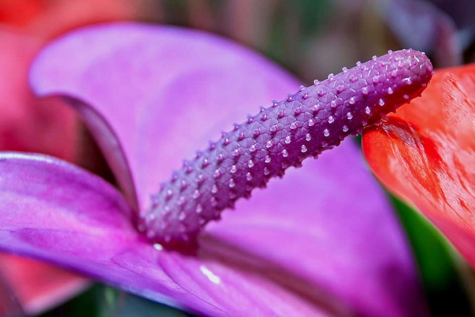 Exotic Allure: The Flamingo Flowers Dance of Desire